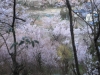 2014_Hanami-0297