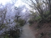 2014_Hanami-0300