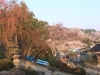 2014_Hanami-0301