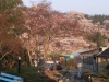 2014_Hanami-0303