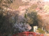 2014_Hanami-0304