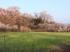 2014_Hanami-0306