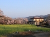2014_Hanami-0307