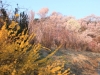 2014_Hanami-0308