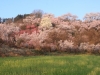 2014_Hanami-0309