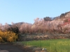 2014_Hanami-0311