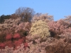 2014_Hanami-0312