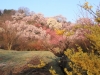 2014_Hanami-0317