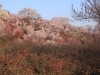 2014_Hanami-0318