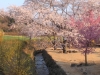 2014_Hanami-0324