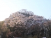 2014_Hanami-0326