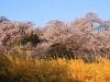 2014_Hanami-0328
