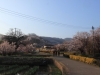 2014_Hanami-0330