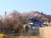 2014_Hanami-0333