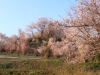 2014_Hanami-0335