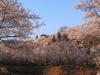 2014_Hanami-0337