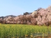 2014_Hanami-0339