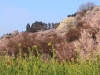 2014_Hanami-0340