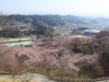 2014_Hanami-0347