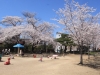 2014_Hanami-0353