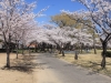 2014_Hanami-0354