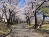 2014_Hanami-0355