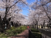 2014_Hanami-0359