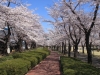 2014_Hanami-0360