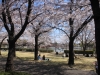 2014_Hanami-0361