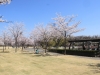2014_Hanami-0362