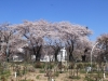2014_Hanami-0363