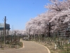 2014_Hanami-0364