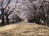 2014_Hanami-0365