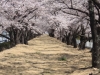 2014_Hanami-0370