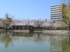 2014_Hanami-0372