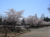 2014_Hanami-0376