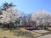 2014_Hanami-0380