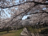 2014_Hanami-0399