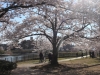2014_Hanami-0411