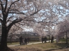 2014_Hanami-0412