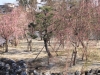 2014_Hanami-0417