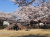 2014_Hanami-0422