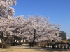 2014_Hanami-0432