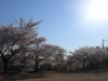 2014_Hanami-0433