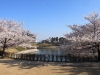 2014_Hanami-0434
