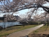 2014_Hanami-0437