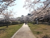 2014_Hanami-0438