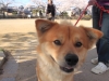 2014_Hanami-0439
