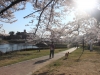 2014_Hanami-0440